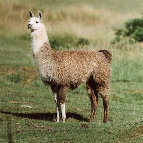 lamas dese|Définition les lamas .